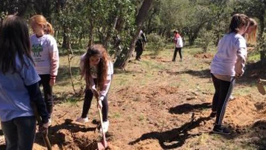 Els estudiants van plantar 20 alzines sureres.