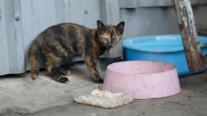 Un gato en la calle