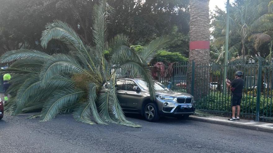 La caída de una palmera destroza un coche en Lomo Los Frailes