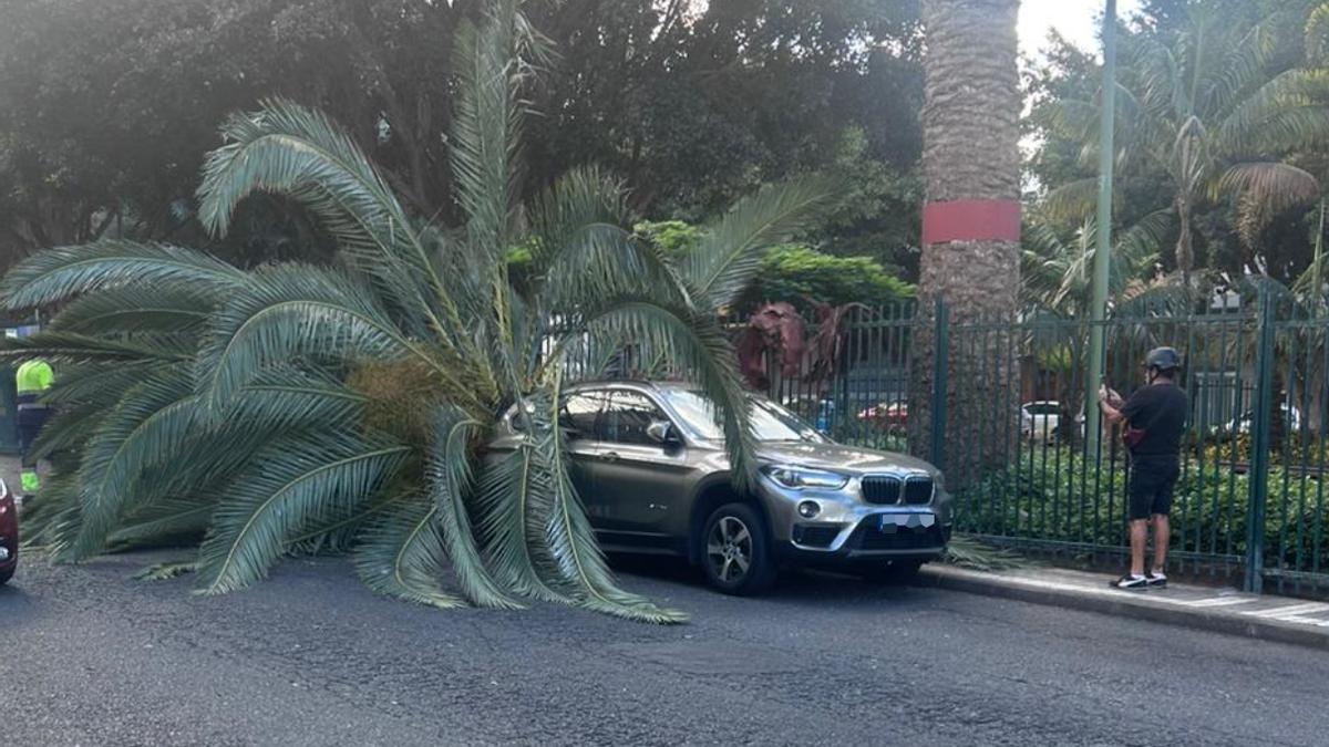 Imagen de la palmera caída sobre el coche.