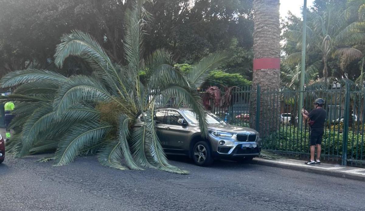 Imagen de la palmera caída sobre el coche.