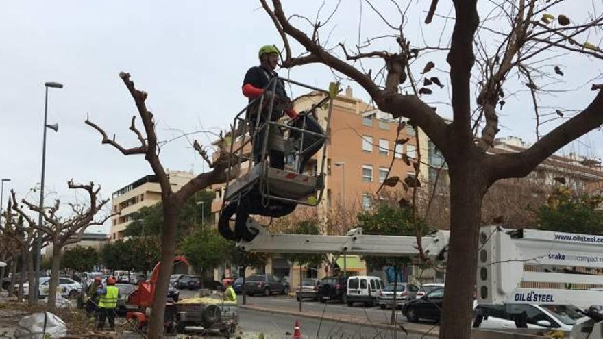 Los trabajadores del Plan de Empleo podan los árboles