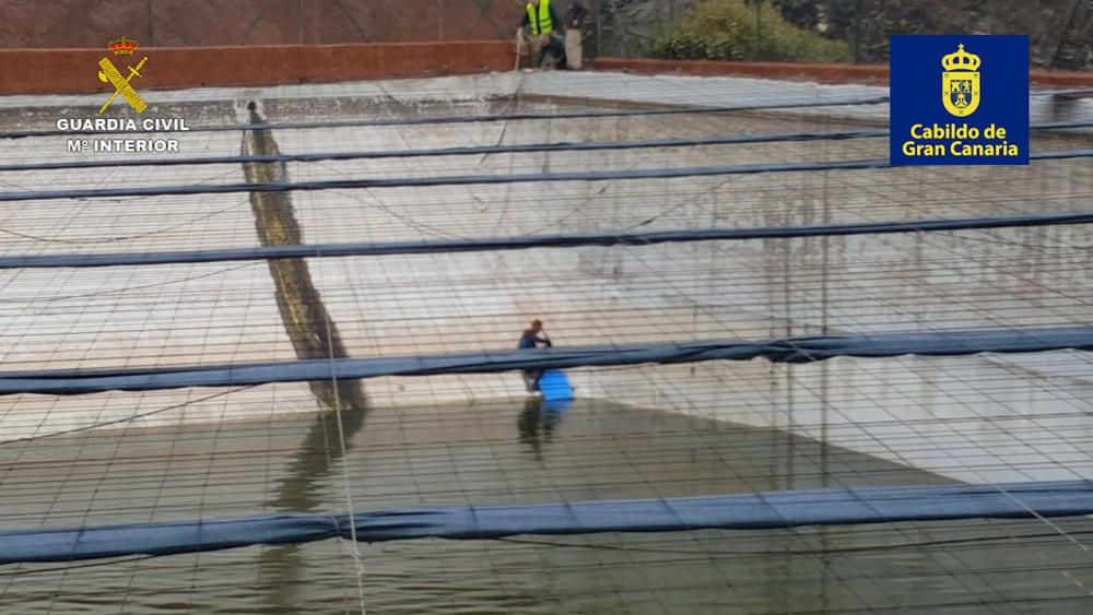 Rescate de una garza real