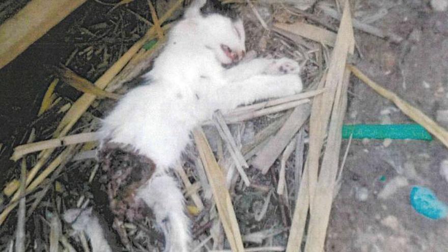 Un gato muerto en la calle. Foto aportada por los activistas