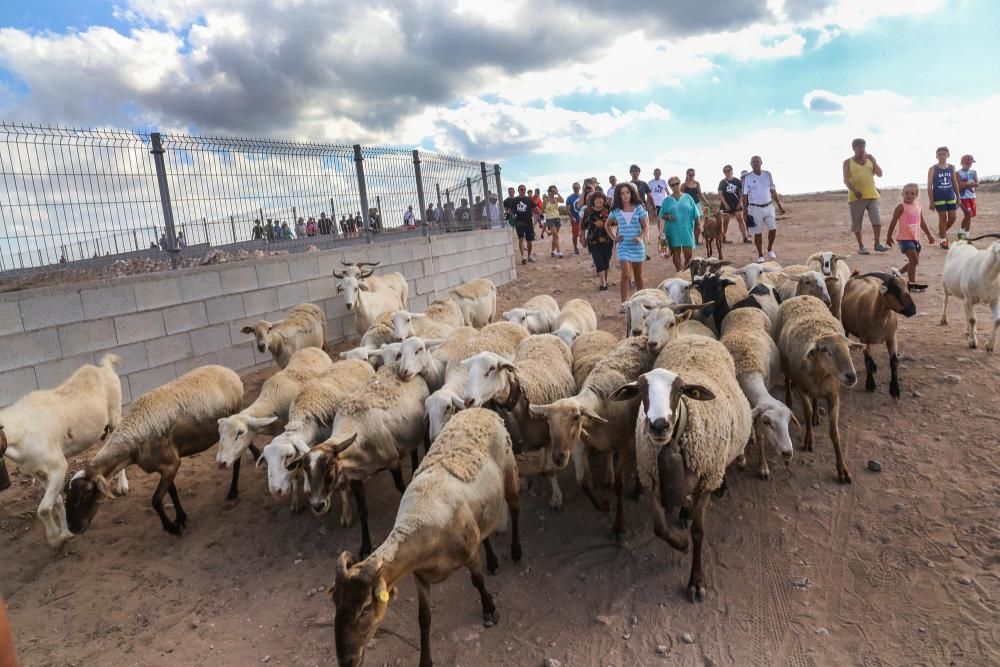 Un rebaño de ovejas recorren la antigua vía pecuar