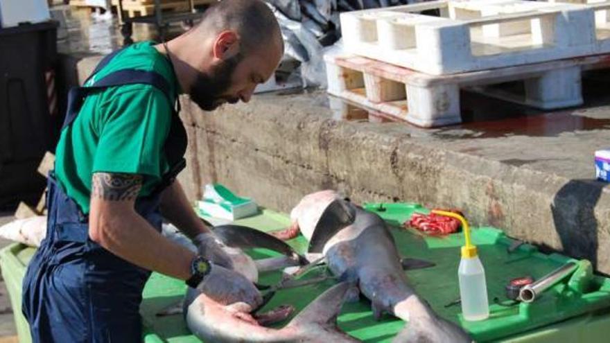 Un biólogo analiza tiburones en el puerto de Vigo.  // FDV