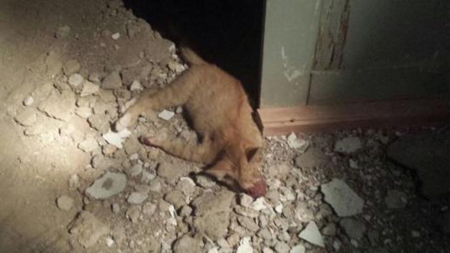 La cría de gato encontrada muerta en una obra de la calle Emilio Calzadilla de Santa Cruz de Tenerife.