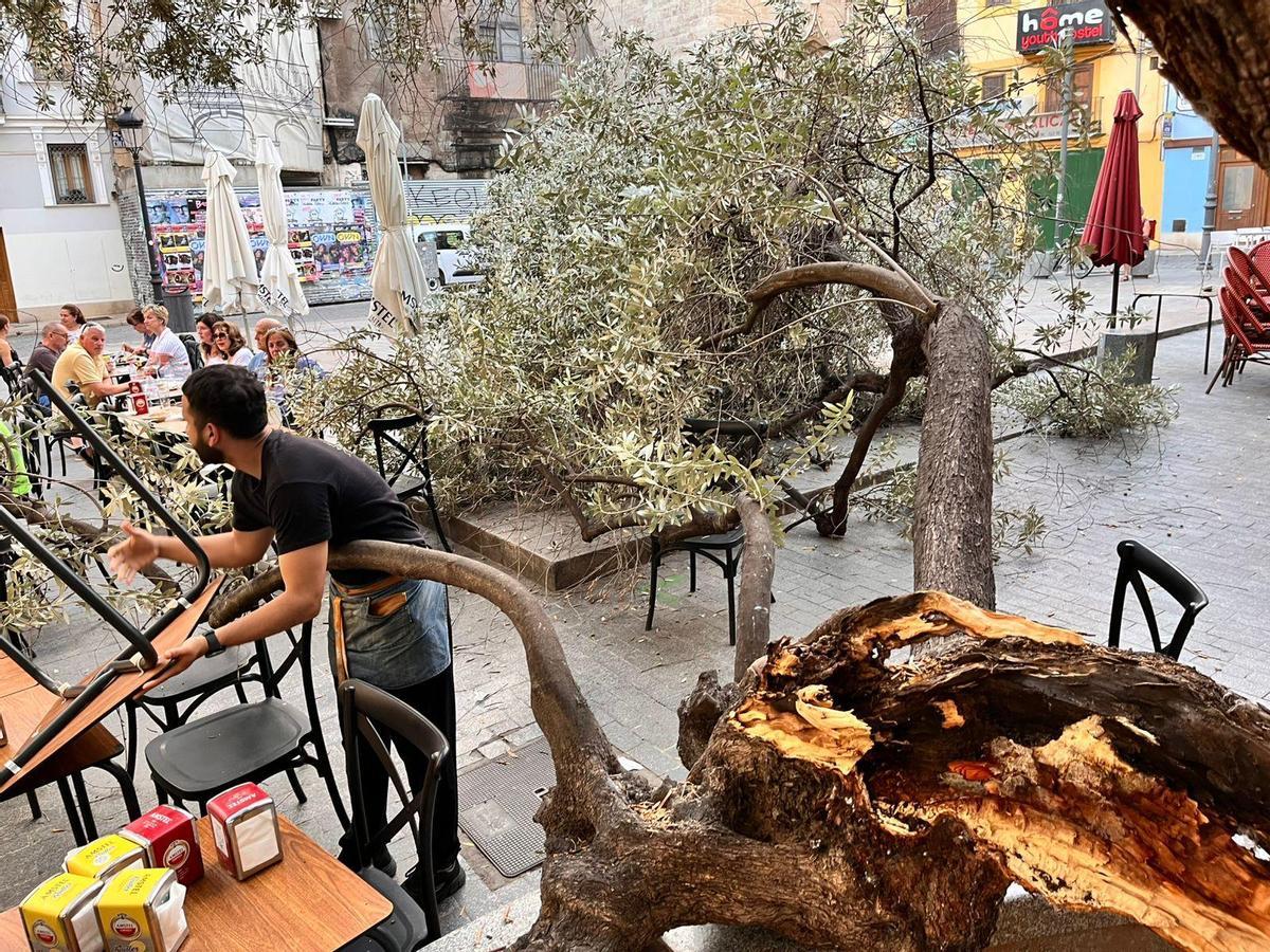 Vecinos y hosteleros de la plaza del Doctor Collado alertan del estado del primer olivo de València