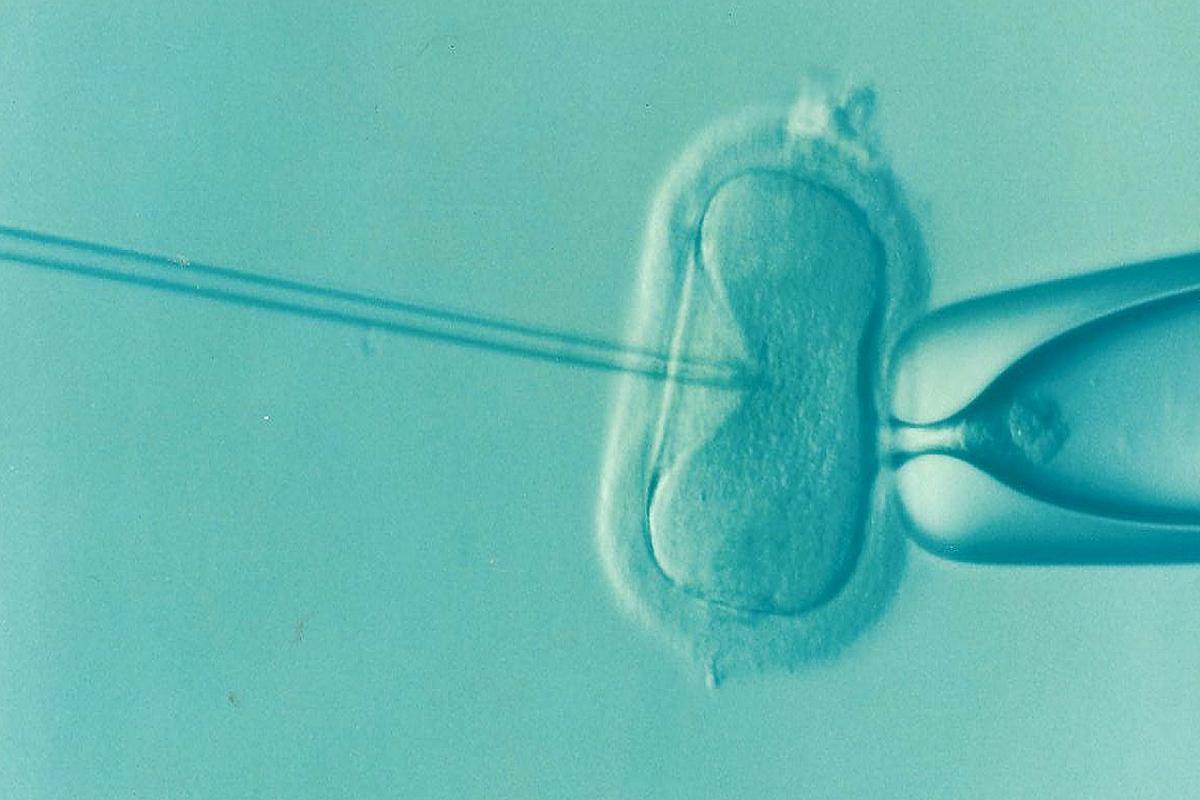 Alrededor del 23% de las mujeres que se somete a técnicas de fertilización in vitro tiene sobrepeso u obesidad.