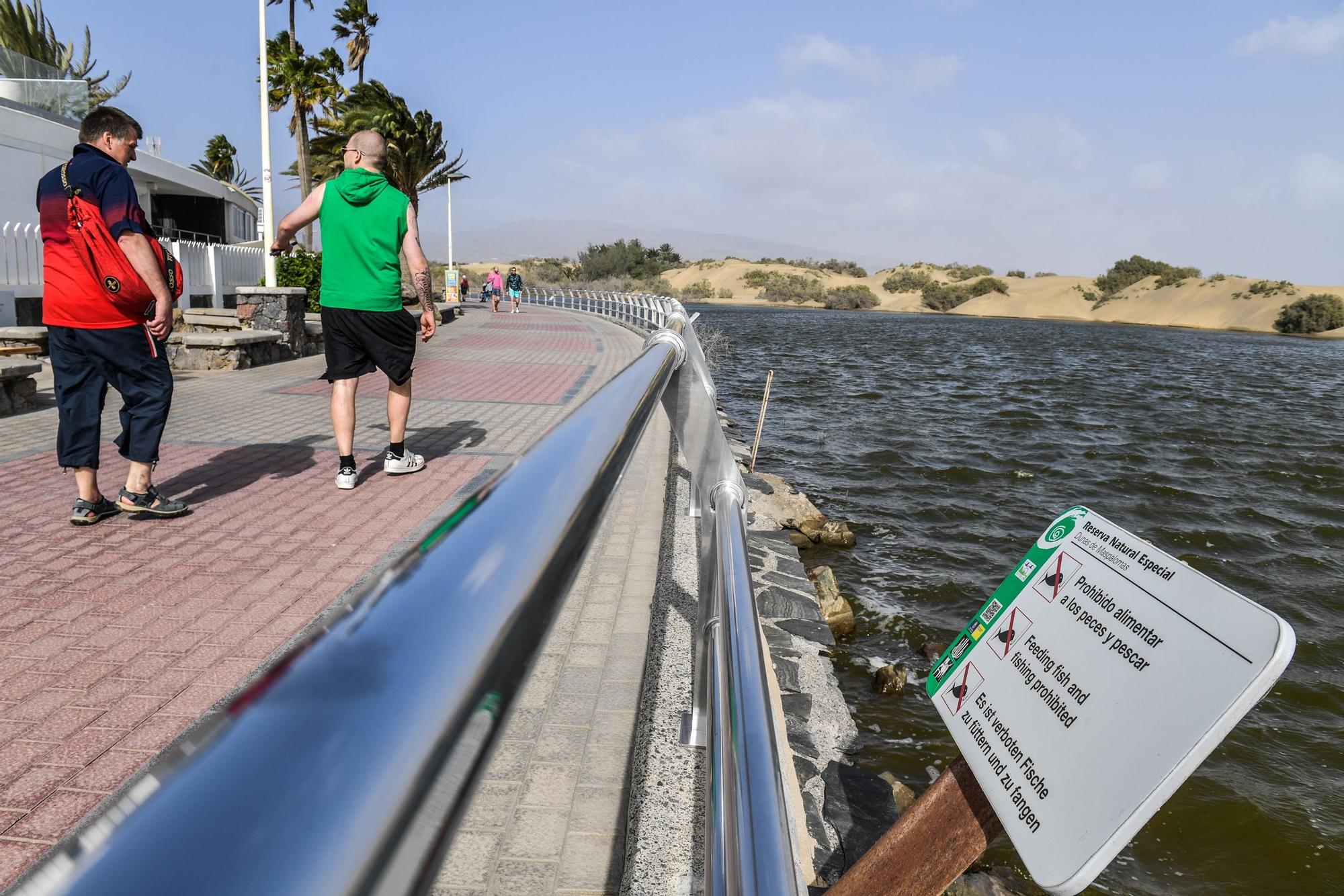 Avistamiento de fauna en la charca de Maspalomas