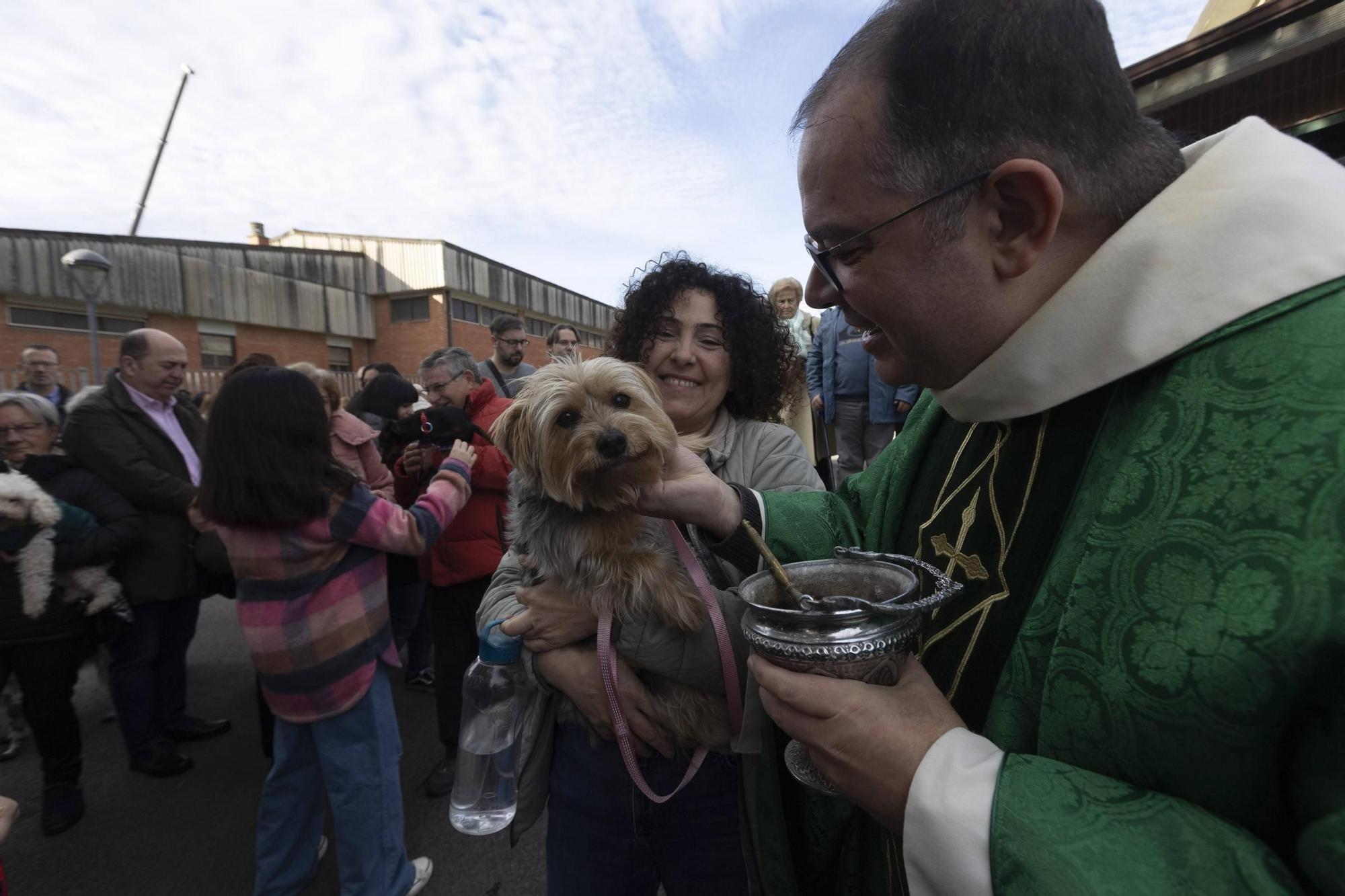 EN IMÁGENES: Así ha celebrado Avilés el día de San Antón junto a sus mascotas