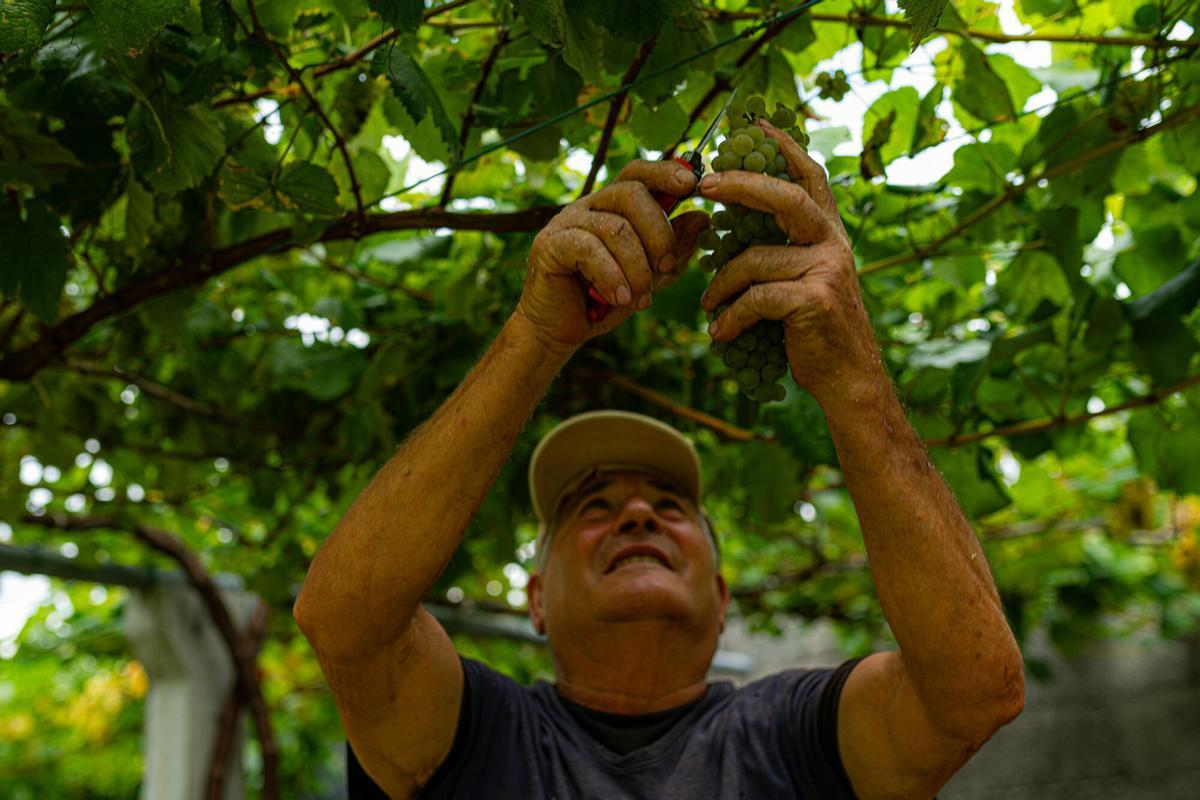 La DO Cava tanca el 2025 amb un retrocés de facturació a causa de l'escassetat de producte deguda a la sequera