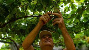 La DO Cava tanca el 2025 amb un retrocés de facturació a causa de l'escassetat de producte deguda a la sequera