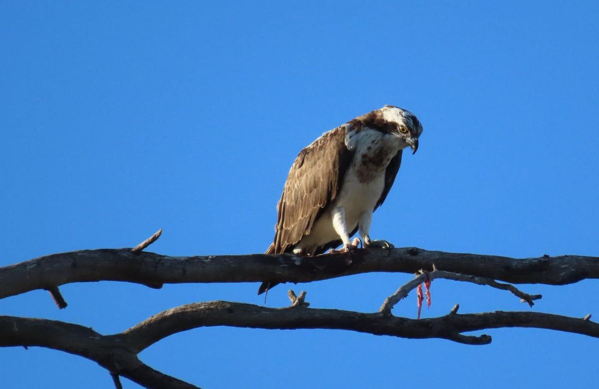 El águila pescadora es una especie que en El Hondo suele pasar el invierno pero que no cría en la zona. | CAROLINA GARCÍA