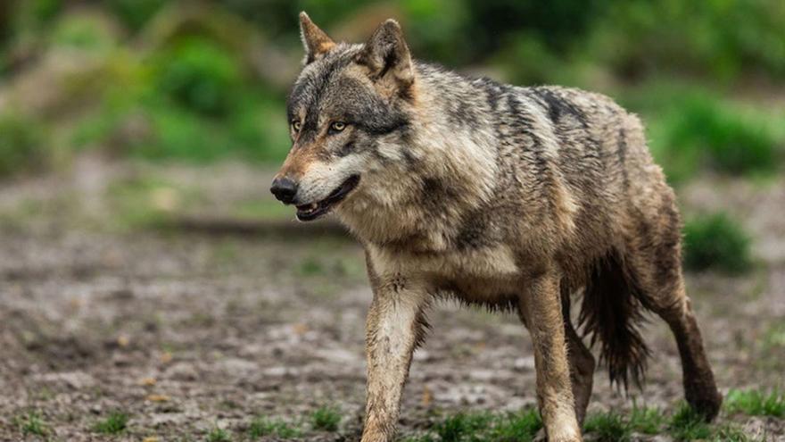 Abogada General del TJUE propone reconocer protección atenuada al lobo al norte del Duero