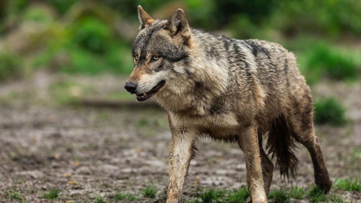 Los lobos y la &quot;Tierra de Tábara&quot;