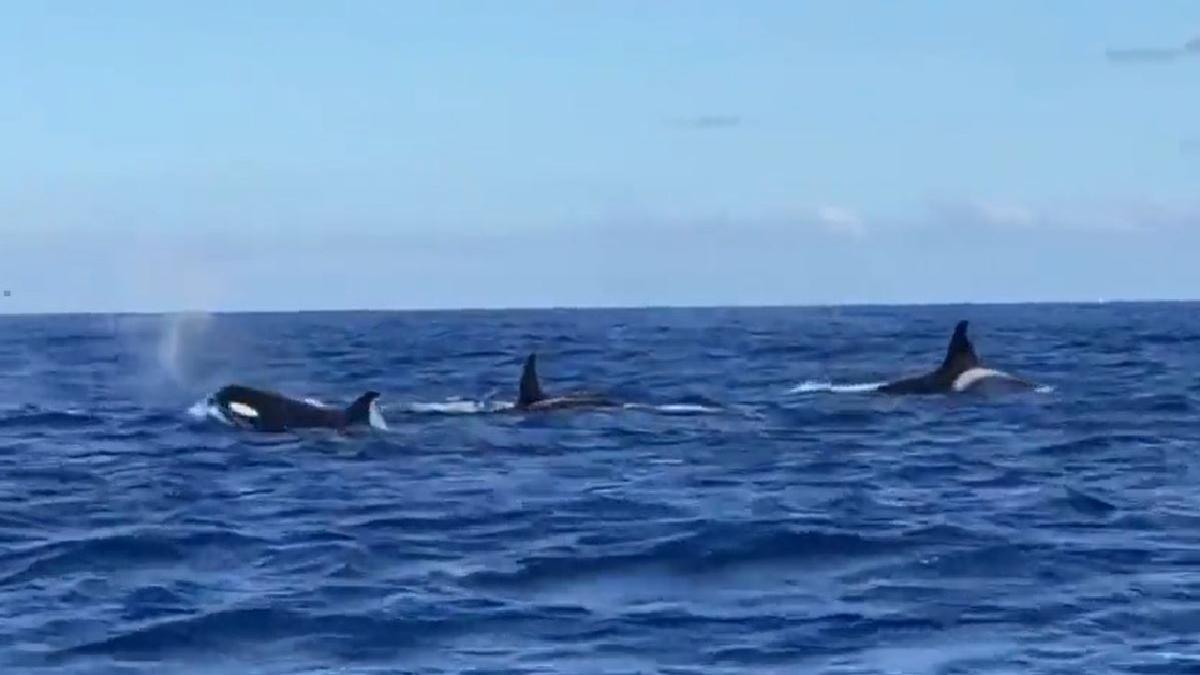 Espectacular avistamiento de unas orcas en aguas de El Hierro