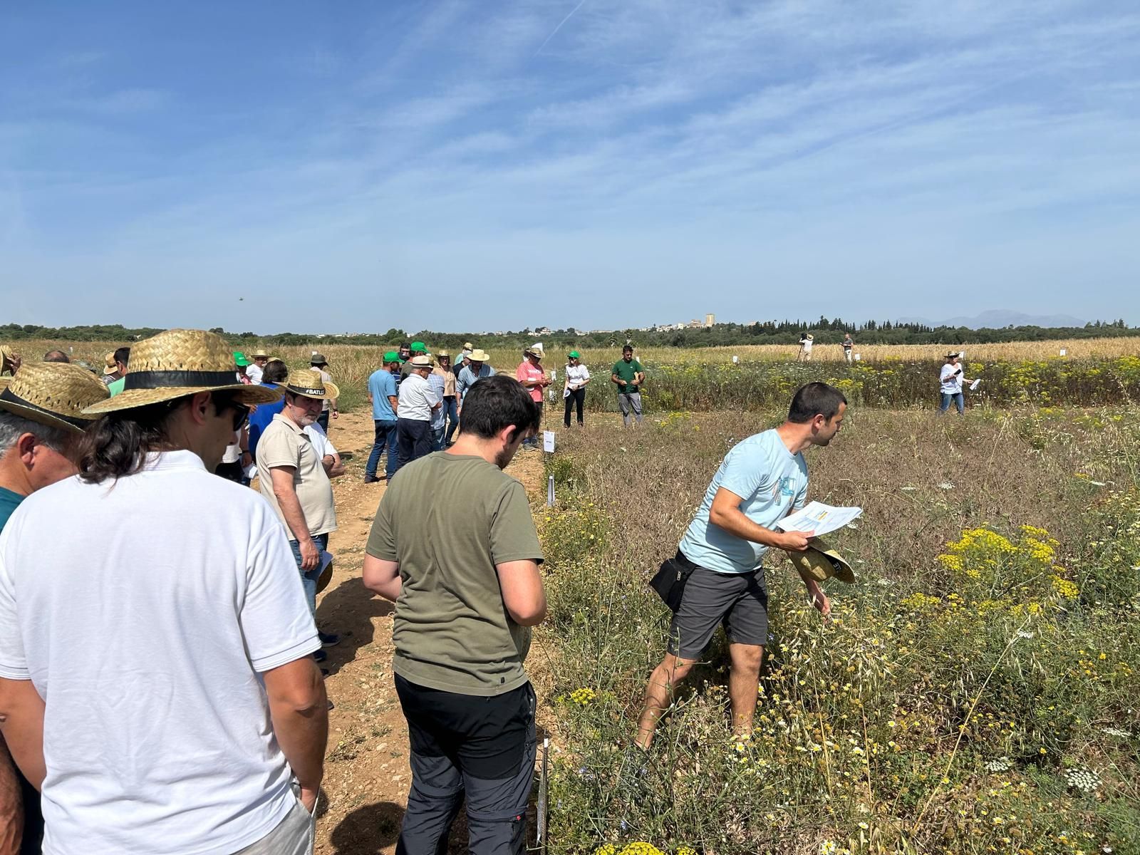 Agricultura | La jornada en el campo experimental de cereales en Maria de la Salut, en imágenes