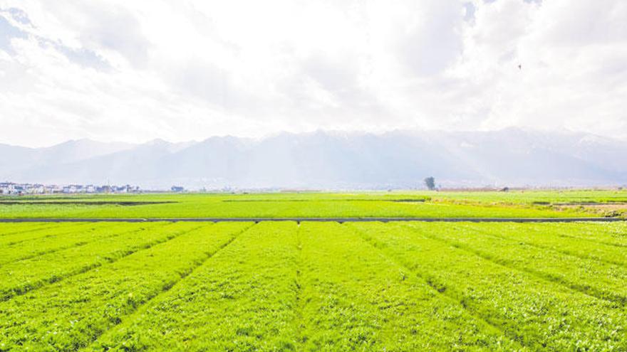 La  agricultura biológica utiliza el agua o la tierra de manera óptima.