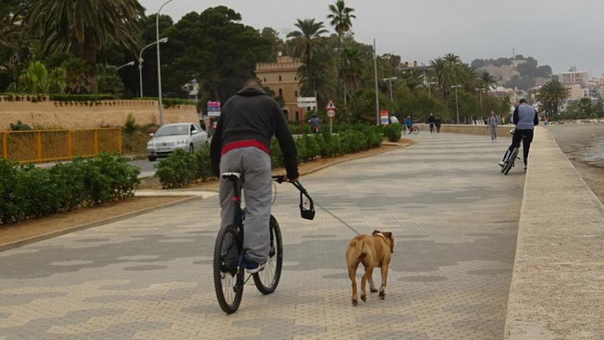 Dénia pulsa la opinión de sus vecinos respecto al uso de la bici