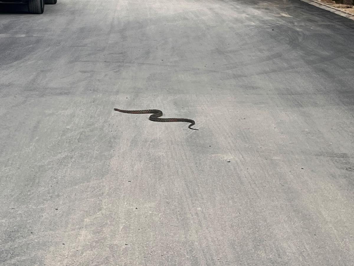 La serpiente, cruzando la carretera.
