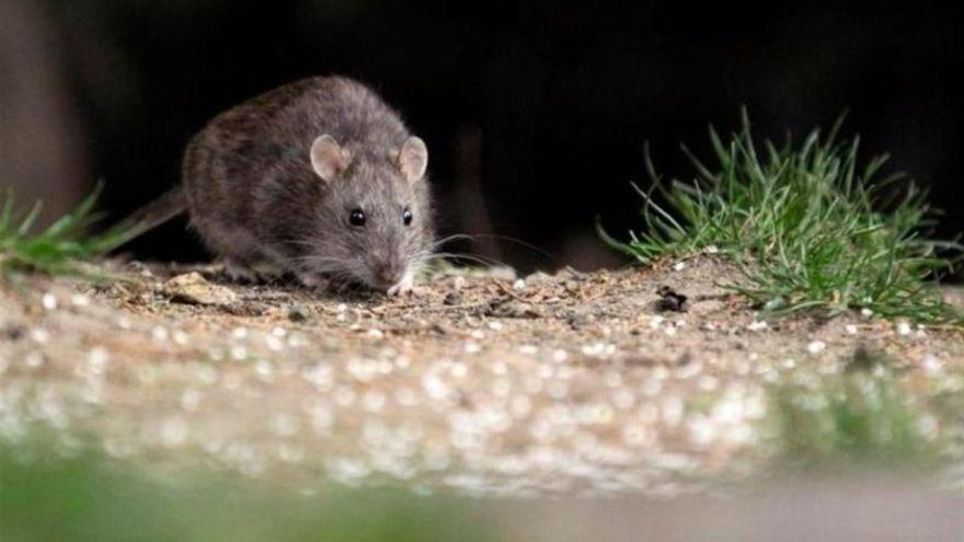 Alerta sanitaria en Argentina y Chile por un brote epidémico de Hantavirus