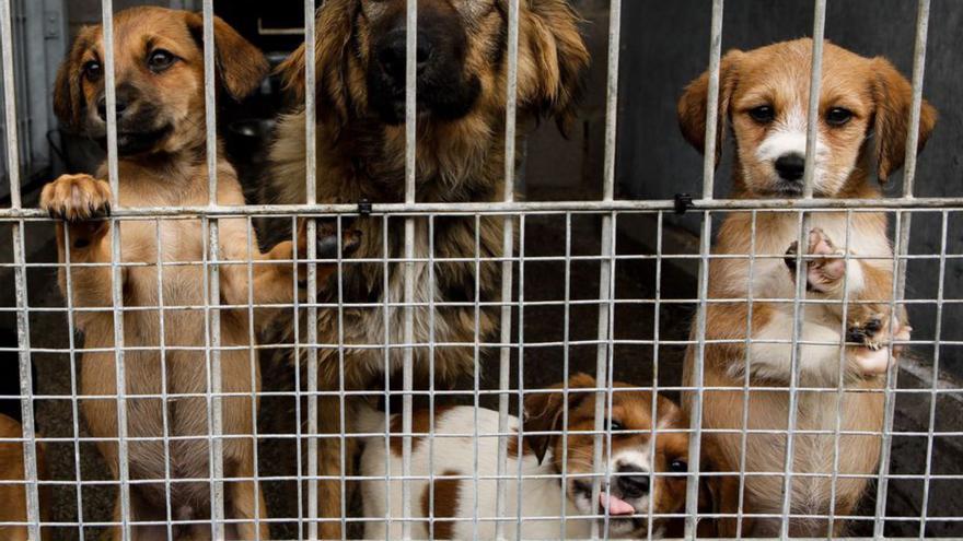 Perros en el albergue de animales de Serín. | Juan Plaza