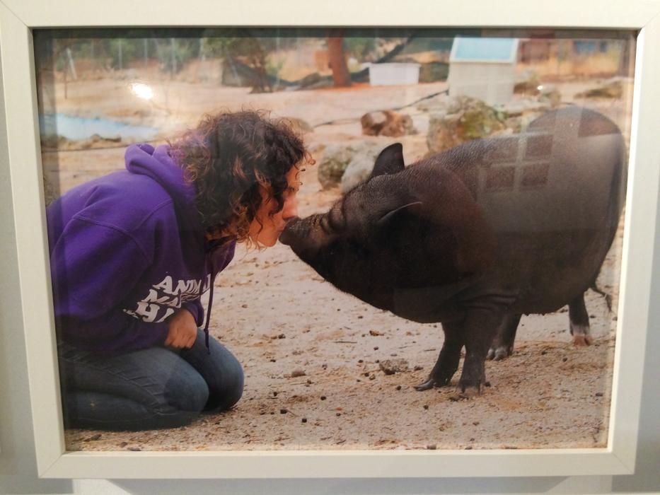 Exposición Alicante Capital Animal