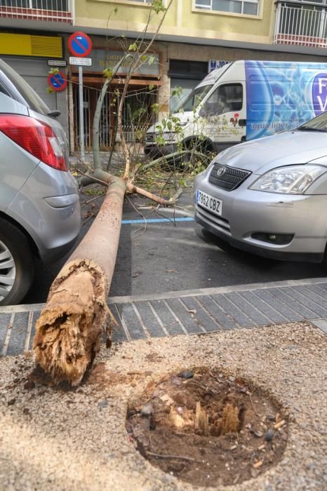 Caída de un árbol Een la calle Paseo Cayetano de Lugo,zona Presidencia del Gobierno de Canarias  | 04/02/2020 | Fotógrafo: Tony Hernández