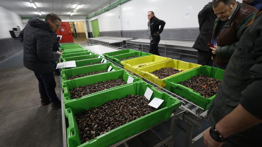 Posilbes compradores y trabajadores de la rula, ayer, observando varios lotes de percebe. | MIKI LÓPEZ