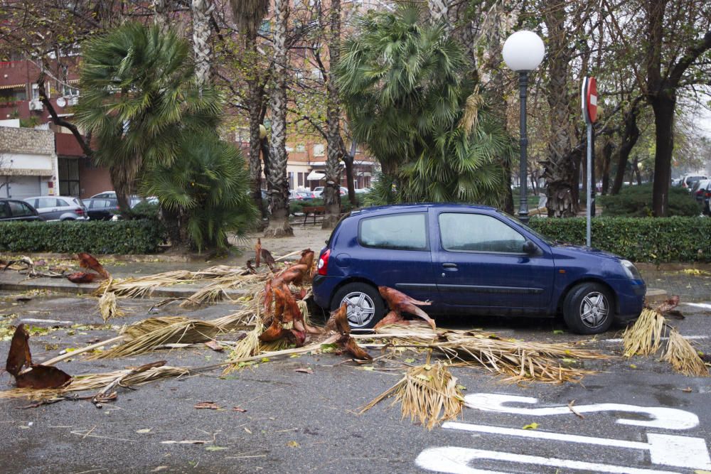 Trozos de una palmera caen sobre los vehículos aparcados en la calle Campoamor con Músico Ginés