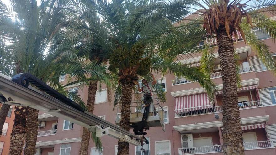 Un operario poda una palmera en Elche