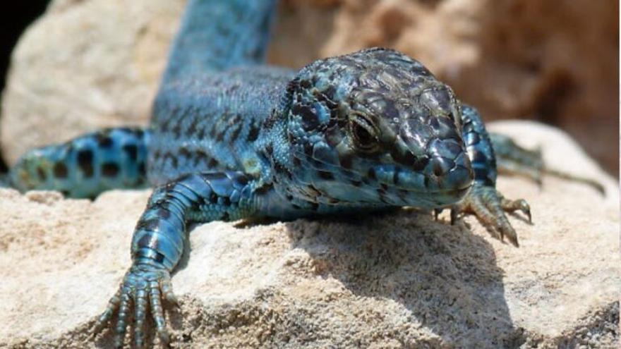 La lagartija de Ibiza, especie única en el mundo, amenazada por culebras invasoras