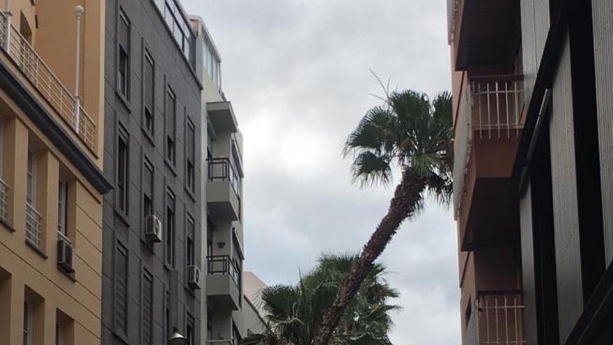 Tala de una palmera peligrosa en pleno centro de Santa Cruz