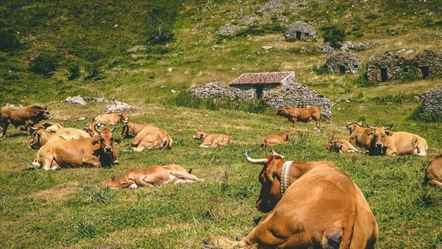 De la lengua azul a la diarrea viral bovina: todas las enfermedades del ganado cuya vacuna ayuda a pagar el Gobierno de Asturias con medio millón de euros