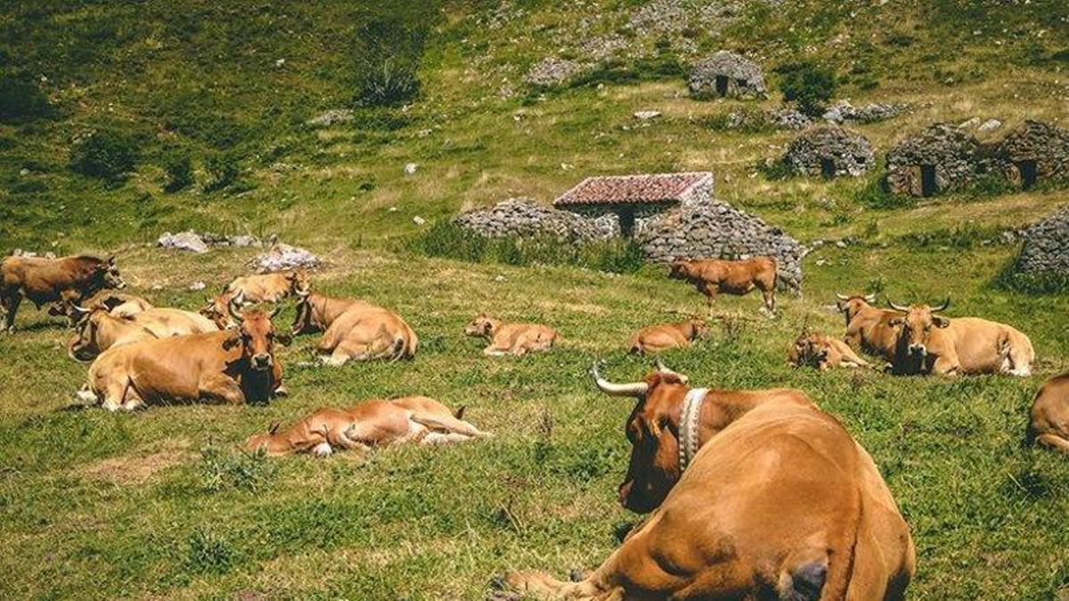 Vacas en pastos de Asturias.