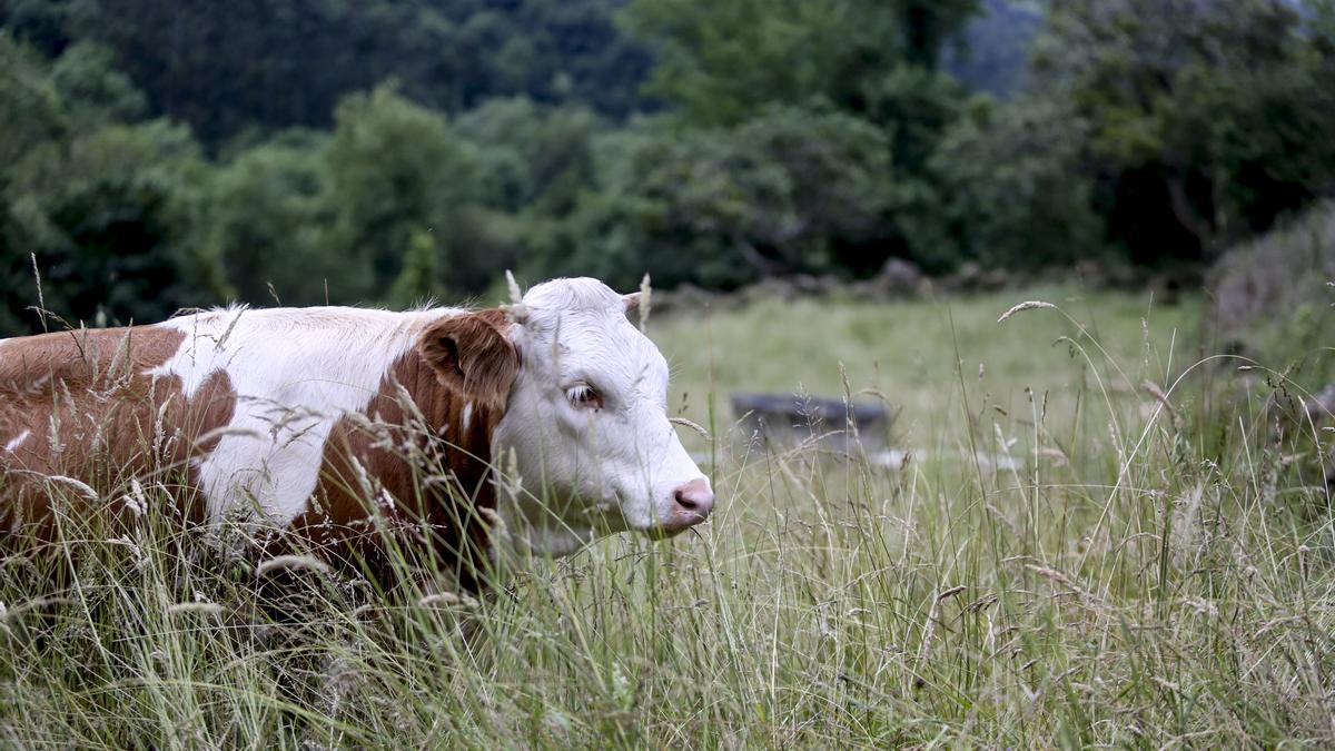 Una vaca, en Baldornón.
