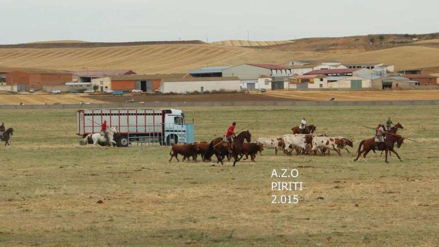 Caballos y toros durante la &quot;desencajonada&quot; del miércoles.