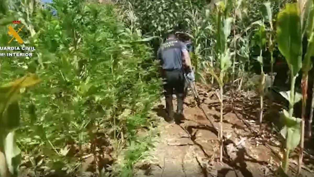 Desmantelan un cultivo de marihuana con 320 plantas en San Mateo