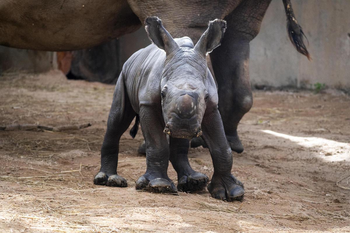 El pequeño rinoceronte en sus primeros días de vida.