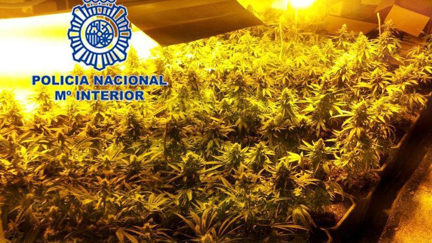 Intervienen en La Nucia y Jávea 2.771 plantas de marihuana