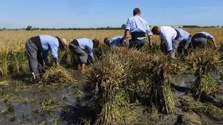 Cultura y tradición alrededor del grano de arroz de l'Albufera