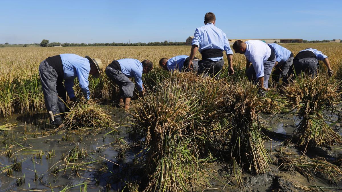 Catarroja celebra la X Fiesta de la Siega del Arroz