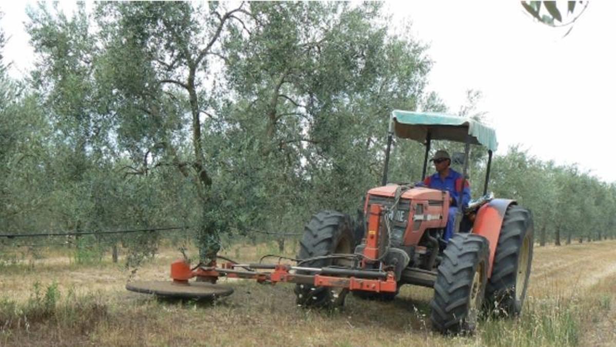 Tractor en un olivar en una imagen de archivo.