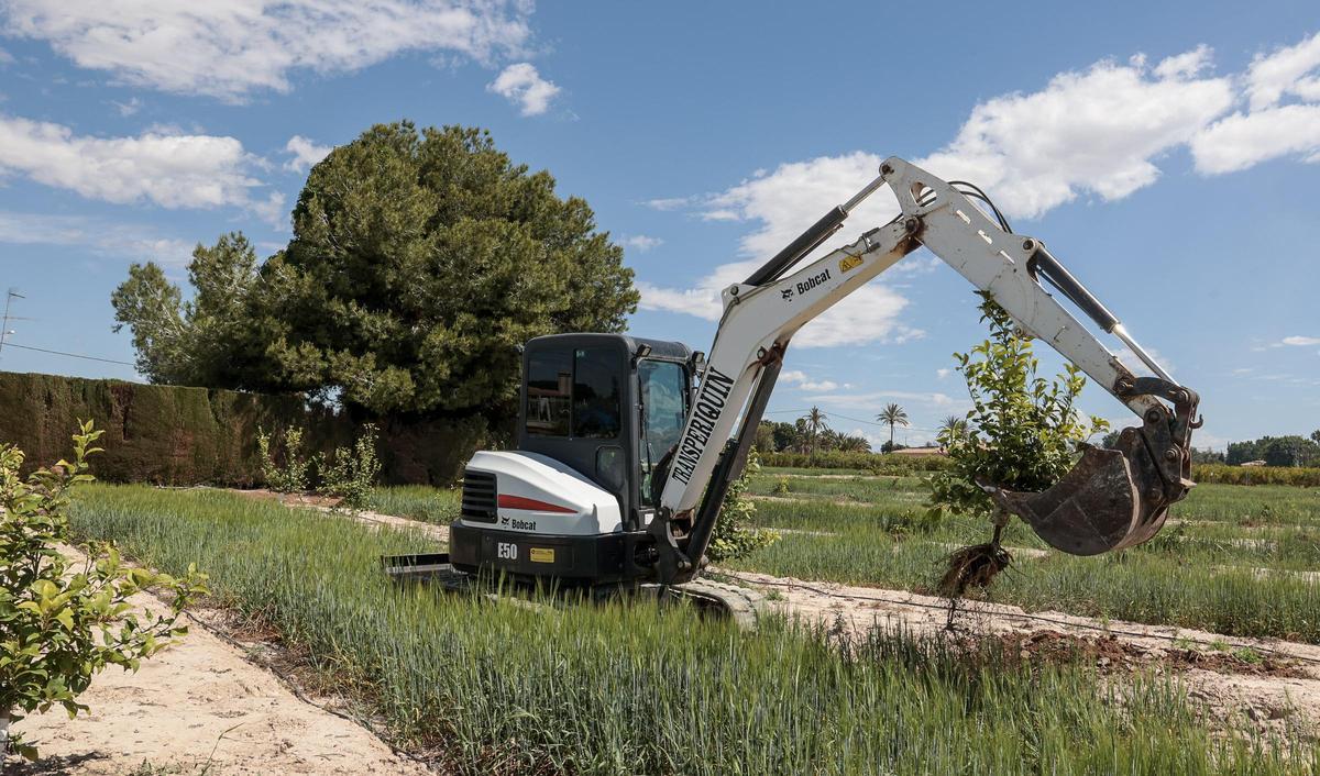Una excavadora arrancando limoneros afectados por el virus en el Camp d'Elx.