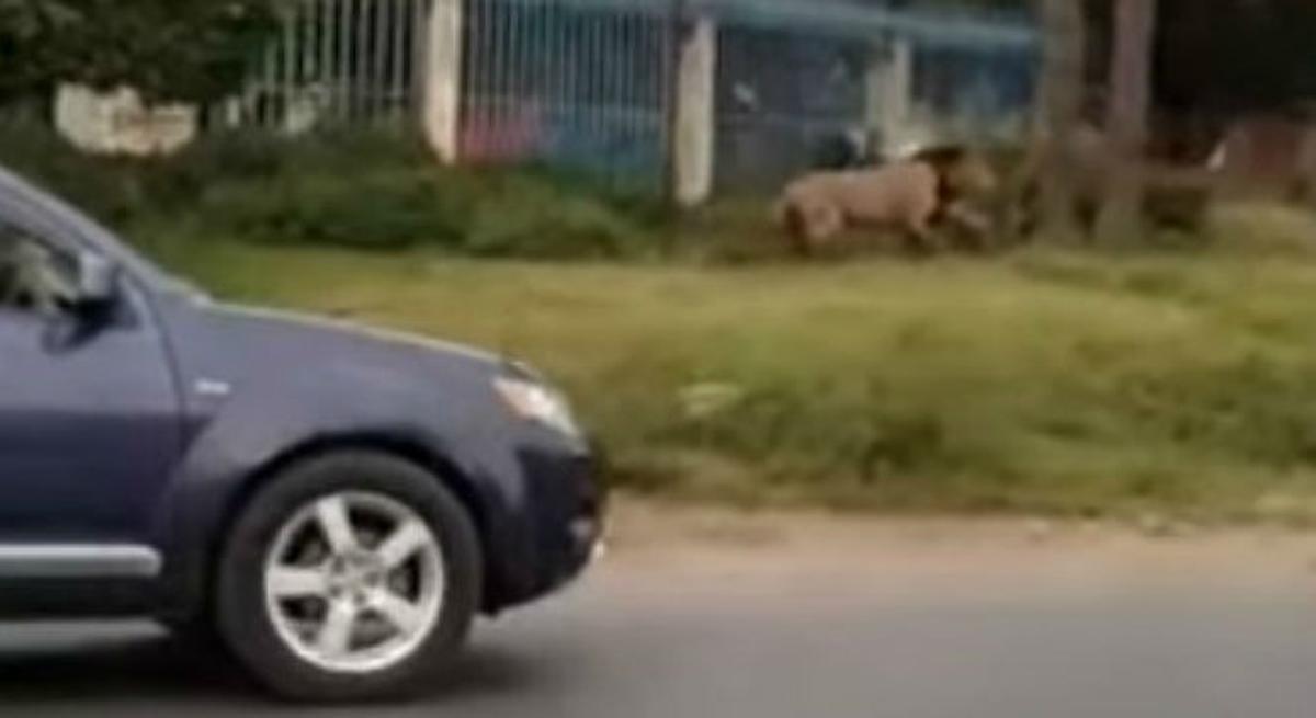 Un lleó a la carretera de Mombasa, a Nairobi, capital de Kenya. 