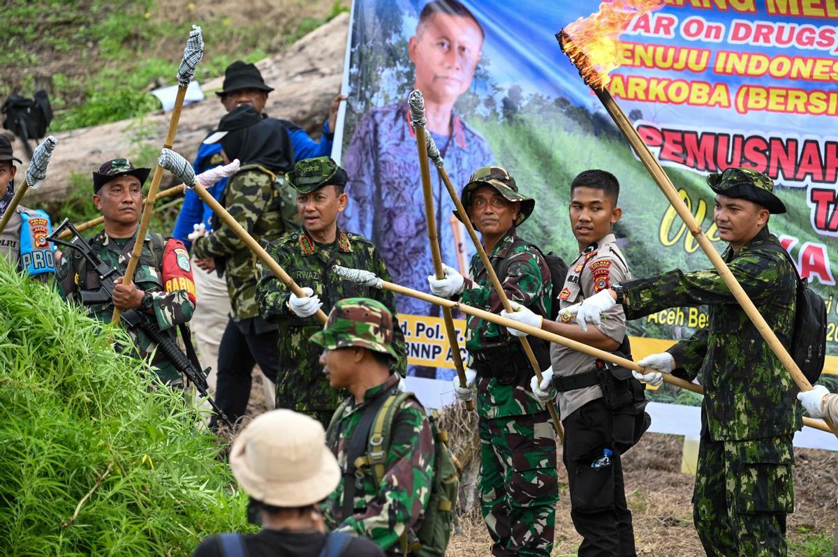 Autoridades de Indonesia queman plantaciones de marihuana en Aceh