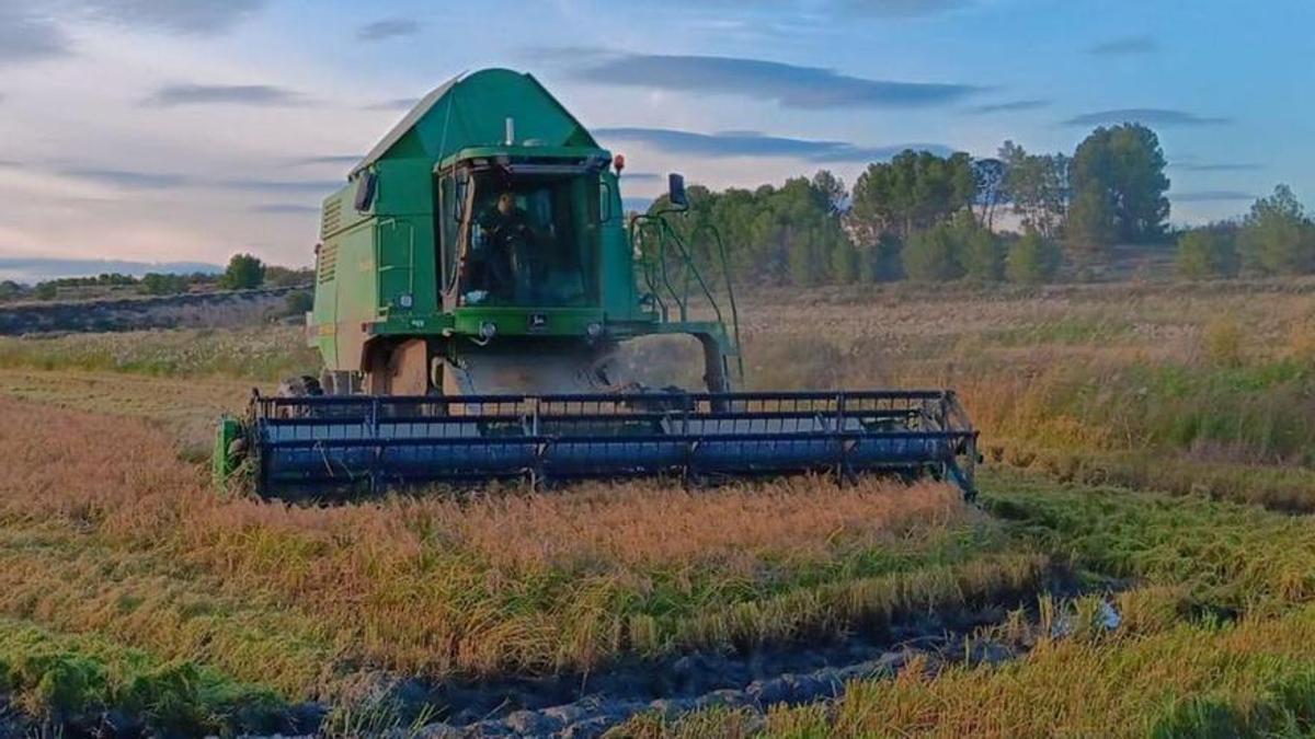 Una cosechadora de arroz en el Cinca Medio.