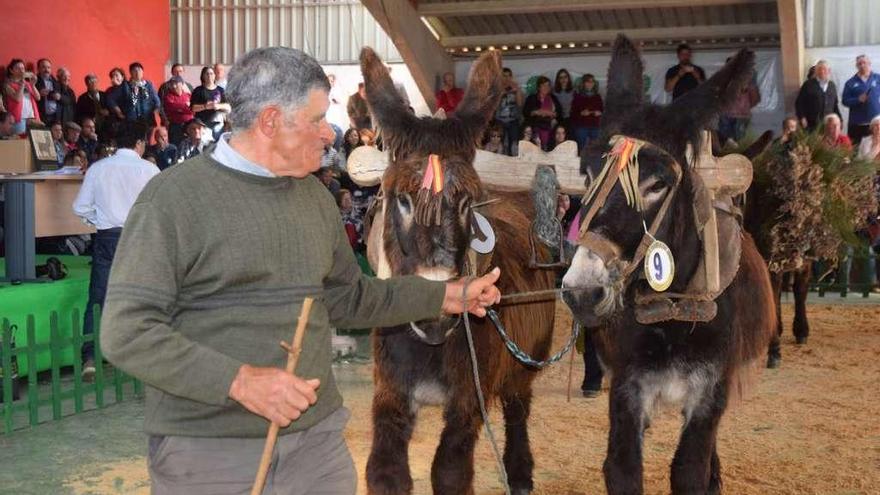 Una yunta de burros en el desfile del pasado año en San Vitero.