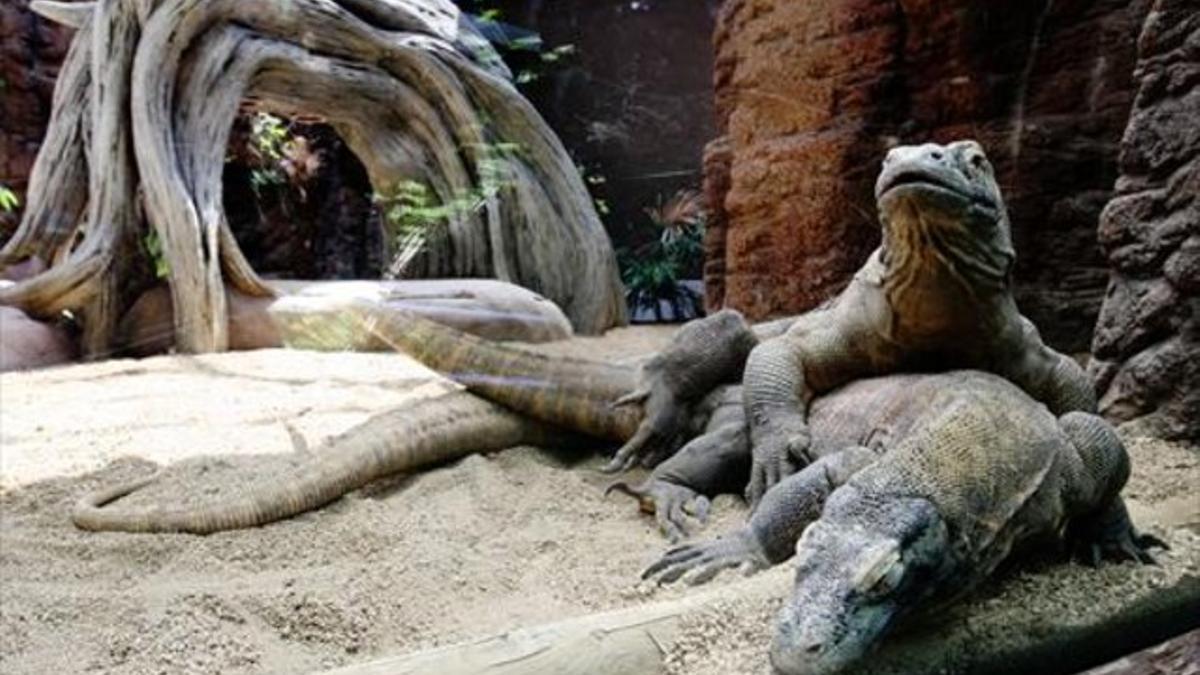 El apareamiento de Guntur y Asmara, en el Zoo de Barcelona.